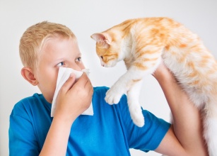 Koci przyjaciel kontra alergia