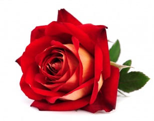 Nawilżanie skóry z różą. Prozdrowotne właściwości kosmetyków z ekstraktem z róży!