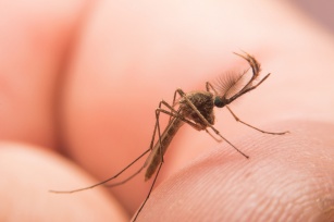 Nie daj się komarom! 11 sprawdzonych metod na ukąszenia