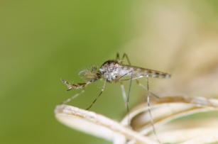 10 użytecznych roślin w walce z komarami !