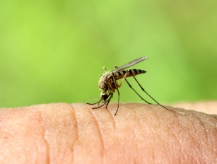 Komary - jakie choroby przenoszą komary?