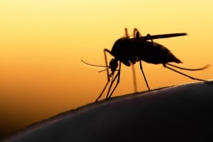 Wakacyjne SOS: 7 sposobów na ugryzienia komarów