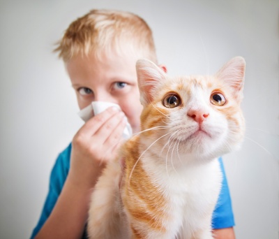 Czworonożny problem. Alergia na kota – jak sobie z nią radzić?