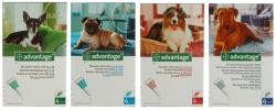 Advantage zapobiega i zwalcza inwazje PCHEŁ u psów, 4 pipetki