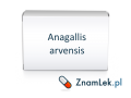 Anagallis arvensis