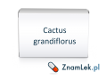 Cactus grandiflorus